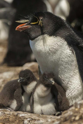 Bleaker Island Rockhopper penguin and chicks White Modern Wood Framed Art Print with Double Matting by Illg, Cathy and Gordon