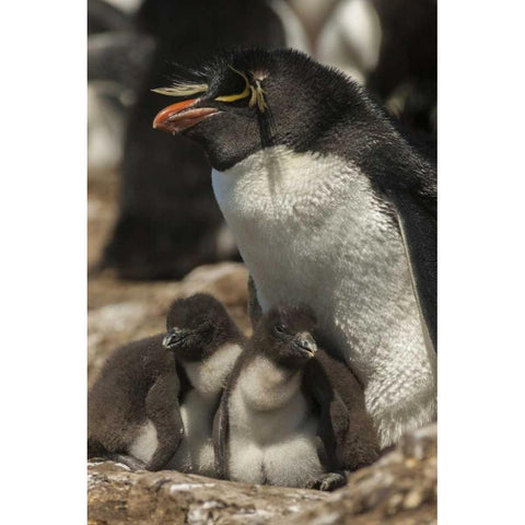 Bleaker Island Rockhopper penguin and chicks White Modern Wood Framed Art Print by Illg, Cathy and Gordon