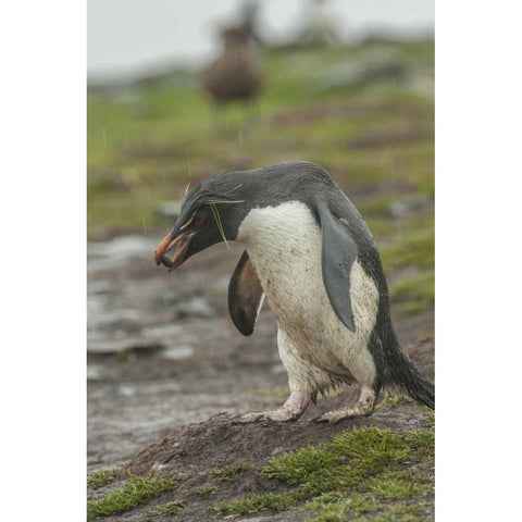 Bleaker Island Rockhopper penguin with pebble Black Modern Wood Framed Art Print by Illg, Cathy and Gordon