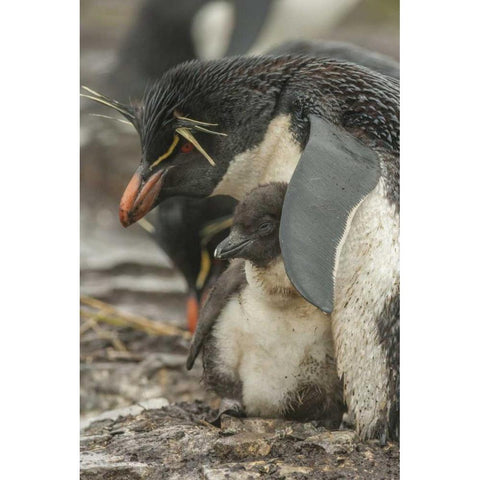 Bleaker Island Rockhopper penguin and chick Black Modern Wood Framed Art Print by Illg, Cathy and Gordon