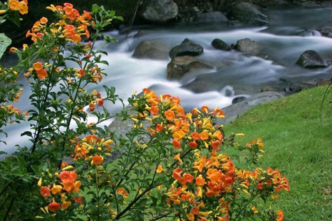 Costa Rica, Savegre River Valley Wildflowers Black Ornate Wood Framed Art Print with Double Matting by Illg, Cathy and Gordon