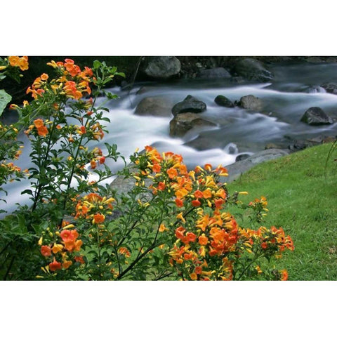 Costa Rica, Savegre River Valley Wildflowers Black Modern Wood Framed Art Print by Illg, Cathy and Gordon