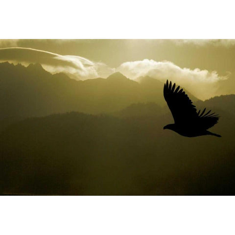 AK, Homer Silhouette of bald eagle flying Gold Ornate Wood Framed Art Print with Double Matting by Morris, Arthur