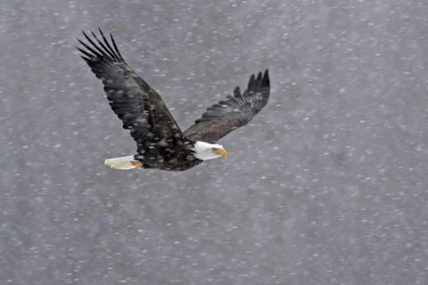 AK, Chilkat Bald eagle flying through snowstorm Black Ornate Wood Framed Art Print with Double Matting by Illg, Cathy and Gordon