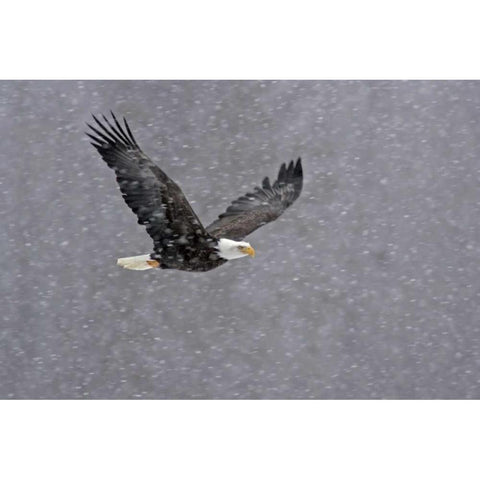 AK, Chilkat Bald eagle flying through snowstorm Black Modern Wood Framed Art Print by Illg, Cathy and Gordon