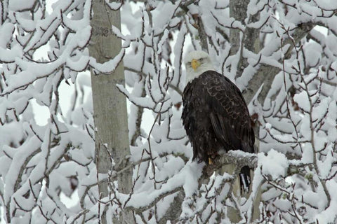 AK, Chilkat Bald eagle on snow- covered tree Black Ornate Wood Framed Art Print with Double Matting by Illg, Cathy and Gordon