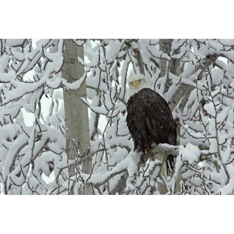 AK, Chilkat Bald eagle on snow- covered tree Black Modern Wood Framed Art Print by Illg, Cathy and Gordon