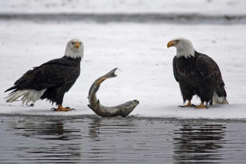 AK, Chilkat Pair of bald eagles waiting to feed White Modern Wood Framed Art Print with Double Matting by Illg, Cathy and Gordon