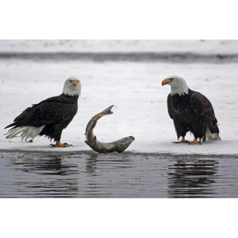 AK, Chilkat Pair of bald eagles waiting to feed Black Modern Wood Framed Art Print by Illg, Cathy and Gordon