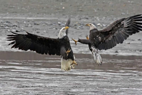 AK, Chilkat Two bald eagles fighting White Modern Wood Framed Art Print with Double Matting by Illg, Cathy and Gordon
