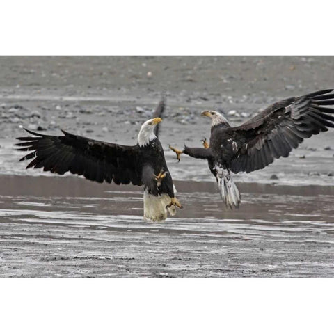 AK, Chilkat Two bald eagles fighting Black Modern Wood Framed Art Print by Illg, Cathy and Gordon