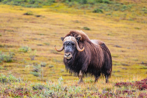 USA- Alaska- Noatak National Preserve. Bull Muskox on the arctic tundra. White Modern Wood Framed Art Print with Double Matting by Norrsell, Fredrik