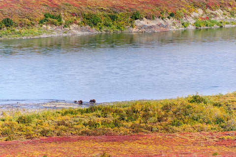 USA- Alaska- Noatak National Preserve. Muskox- a bull- a cow and a calf- along the Noatak River. White Modern Wood Framed Art Print with Double Matting by Norrsell, Fredrik