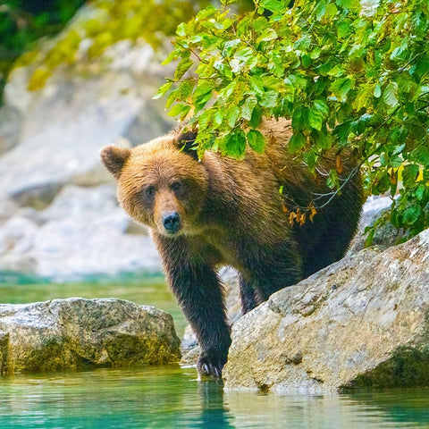 Alaska- Lake Clark. Grizzly bear walks along the shoreline among the boulders. Black Modern Wood Framed Art Print by Muir, Janet