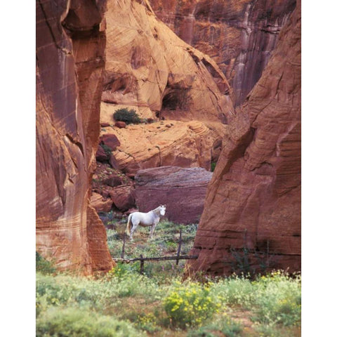 AZ, White Mts, Canyon de Chelly, White horse Black Modern Wood Framed Art Print by Rotenberg, Nancy
