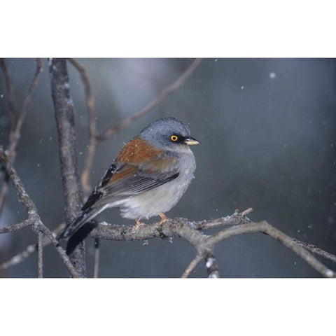 AZ, Madera Canyon Yellow-eyed junco in snowstorm Gold Ornate Wood Framed Art Print with Double Matting by Welling, Dave
