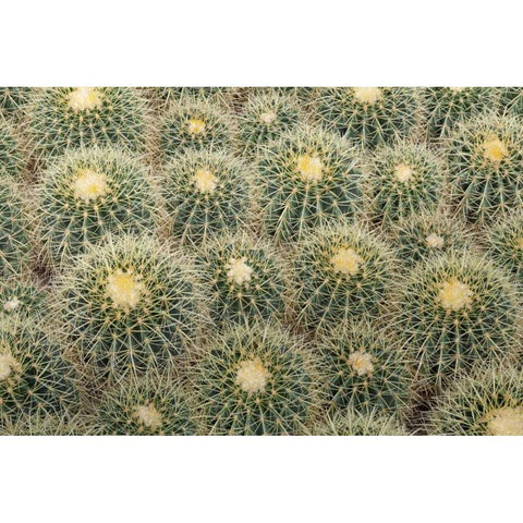 Arizona, Tucson Cactus at Bachs Cactus Nursery Black Modern Wood Framed Art Print with Double Matting by Paulson, Don