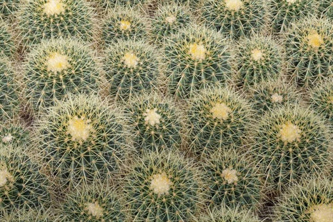 Arizona, Tucson Cactus at Bachs Cactus Nursery Black Ornate Wood Framed Art Print with Double Matting by Paulson, Don