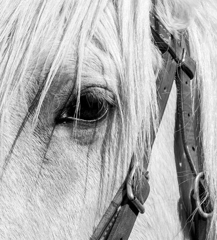 Arizona-Scottsdale BandW close-up of horses eye and bridle  White Modern Wood Framed Art Print with Double Matting by Jaynes Gallery