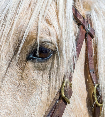 Arizona-Scottsdale Close-up of horses eye and bridle  Black Ornate Wood Framed Art Print with Double Matting by Jaynes Gallery