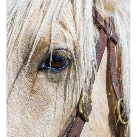 Arizona-Scottsdale Close-up of horses eye and bridle  Black Modern Wood Framed Art Print by Jaynes Gallery