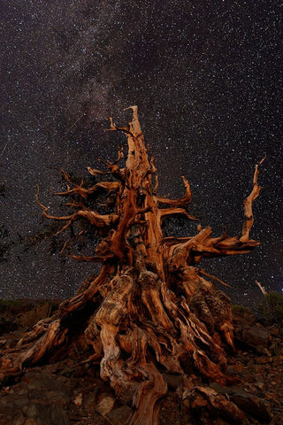 Bristlecone pine and Milky Way-White Mountains-Inyo National Forest-California Black Ornate Wood Framed Art Print with Double Matting by Jones, Adam