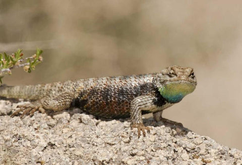 CA, Joshua Tree NPYellow-backed spiny lizard White Modern Wood Framed Art Print with Double Matting by Welling, Dave