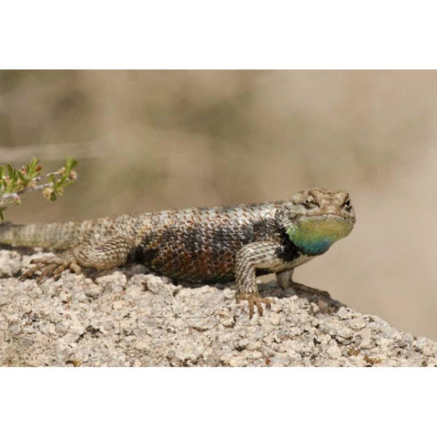 CA, Joshua Tree NPYellow-backed spiny lizard Gold Ornate Wood Framed Art Print with Double Matting by Welling, Dave