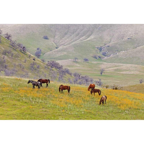 USA, California, Caliente Horses in meadow Black Modern Wood Framed Art Print with Double Matting by Paulson, Don