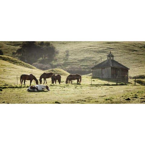 USA, California, Olema Horses and old barn Black Modern Wood Framed Art Print by Paulson, Don