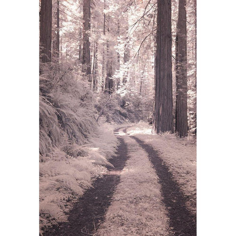 California Redwood National Park-infrared of Redwood forest along the old Pacific Highway Black Modern Wood Framed Art Print with Double Matting by Eggers, Terry