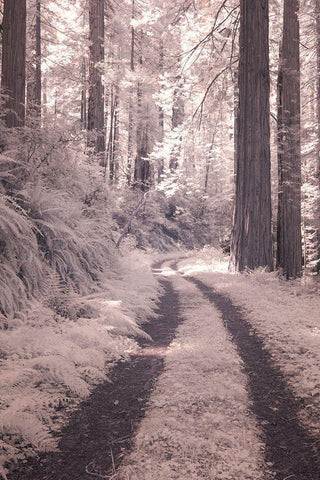 California Redwood National Park-infrared of Redwood forest along the old Pacific Highway Black Ornate Wood Framed Art Print with Double Matting by Eggers, Terry