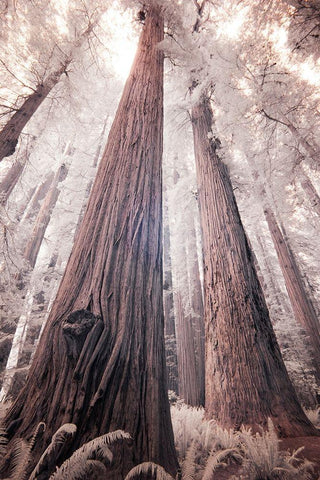 California Redwood National Park-infrared of Redwood forest White Modern Wood Framed Art Print with Double Matting by Eggers, Terry