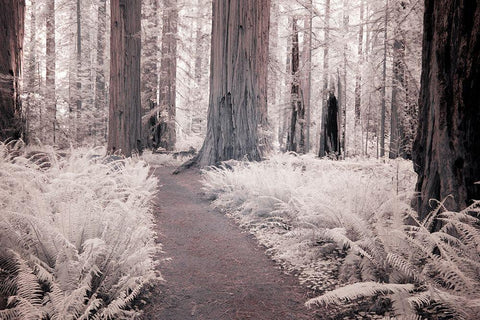 California Redwood National Park-infrared of Redwood forest along hiking trail White Modern Wood Framed Art Print with Double Matting by Eggers, Terry