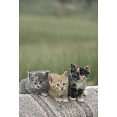 CO, Divide Barn kittens pose on a horse blanket Black Modern Wood Framed Art Print by Grall, Don