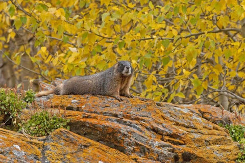 CO, Rocky Mts Yellow-bellied marmot on an autumm White Modern Wood Framed Art Print with Double Matting by Illg, Cathy and Gordon