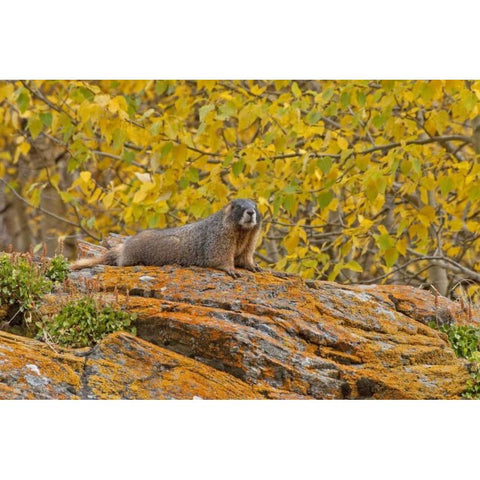 CO, Rocky Mts Yellow-bellied marmot on an autumm Gold Ornate Wood Framed Art Print with Double Matting by Illg, Cathy and Gordon
