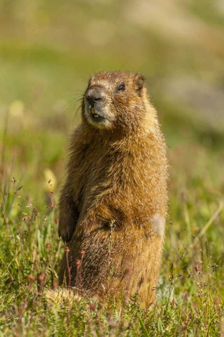 CO, San Juan Mts Yellow-bellied marmot in grass White Modern Wood Framed Art Print with Double Matting by Illg, Cathy and Gordon