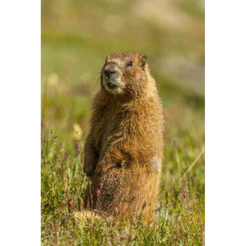 CO, San Juan Mts Yellow-bellied marmot in grass Gold Ornate Wood Framed Art Print with Double Matting by Illg, Cathy and Gordon