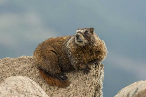CO, San Juan Mts Yellow-bellied marmot on rock White Modern Wood Framed Art Print with Double Matting by Illg, Cathy and Gordon
