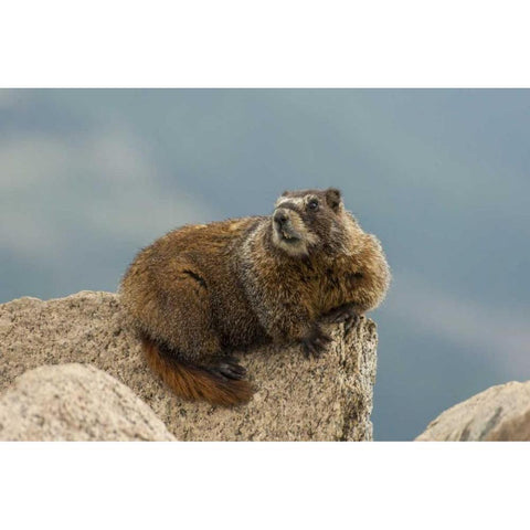 CO, San Juan Mts Yellow-bellied marmot on rock Gold Ornate Wood Framed Art Print with Double Matting by Illg, Cathy and Gordon