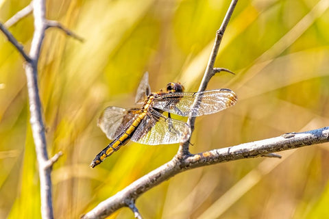 USA-Colorado-Boulder Dragonfly on stem Black Ornate Wood Framed Art Print with Double Matting by Jaynes Gallery
