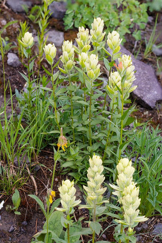 USA-Colorado-Uncompahgre National Forest Yellow paintbrush flowers close-up White Modern Wood Framed Art Print with Double Matting by Jaynes Gallery