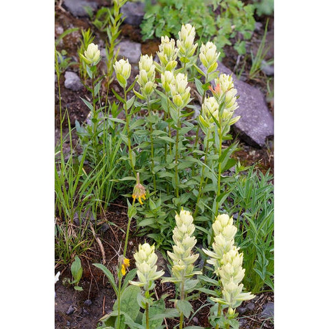 USA-Colorado-Uncompahgre National Forest Yellow paintbrush flowers close-up Gold Ornate Wood Framed Art Print with Double Matting by Jaynes Gallery