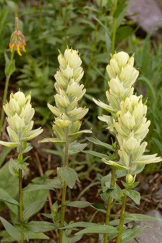 USA-Colorado-Uncompahgre National Forest Yellow paintbrush flowers close-up Black Ornate Wood Framed Art Print with Double Matting by Jaynes Gallery