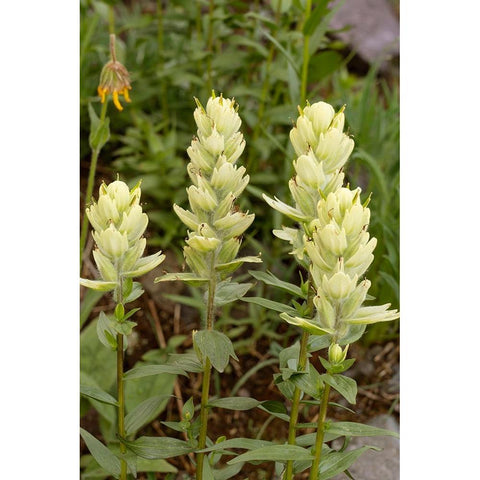 USA-Colorado-Uncompahgre National Forest Yellow paintbrush flowers close-up Gold Ornate Wood Framed Art Print with Double Matting by Jaynes Gallery