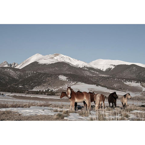USA-Colorado-Music Meadows Ranch Herd of horses with Rocky Mountains in the distance White Modern Wood Framed Art Print by Hopkins, Cindy Miller