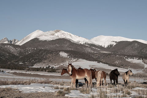 USA-Colorado-Music Meadows Ranch Herd of horses with Rocky Mountains in the distance White Modern Wood Framed Art Print with Double Matting by Hopkins, Cindy Miller