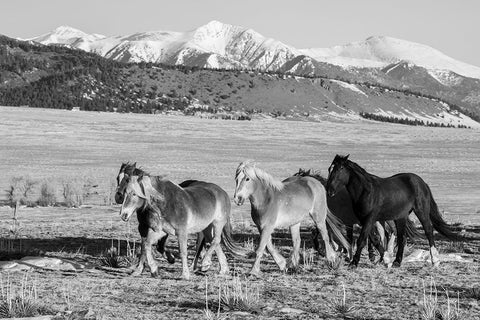 USA-Colorado-Westcliffe Music Meadows Ranch Herd of horses with Rocky Mountains in the distance White Modern Wood Framed Art Print with Double Matting by Hopkins, Cindy Miller