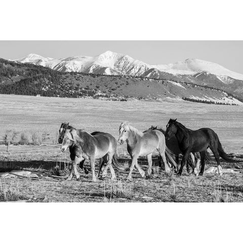 USA-Colorado-Westcliffe Music Meadows Ranch Herd of horses with Rocky Mountains in the distance Gold Ornate Wood Framed Art Print with Double Matting by Hopkins, Cindy Miller